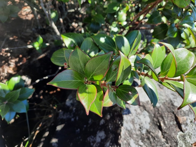 Vaccinium dunalianum photo 8
