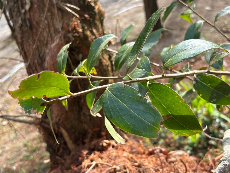 Vaccinium dunalianum var. caudatifolium