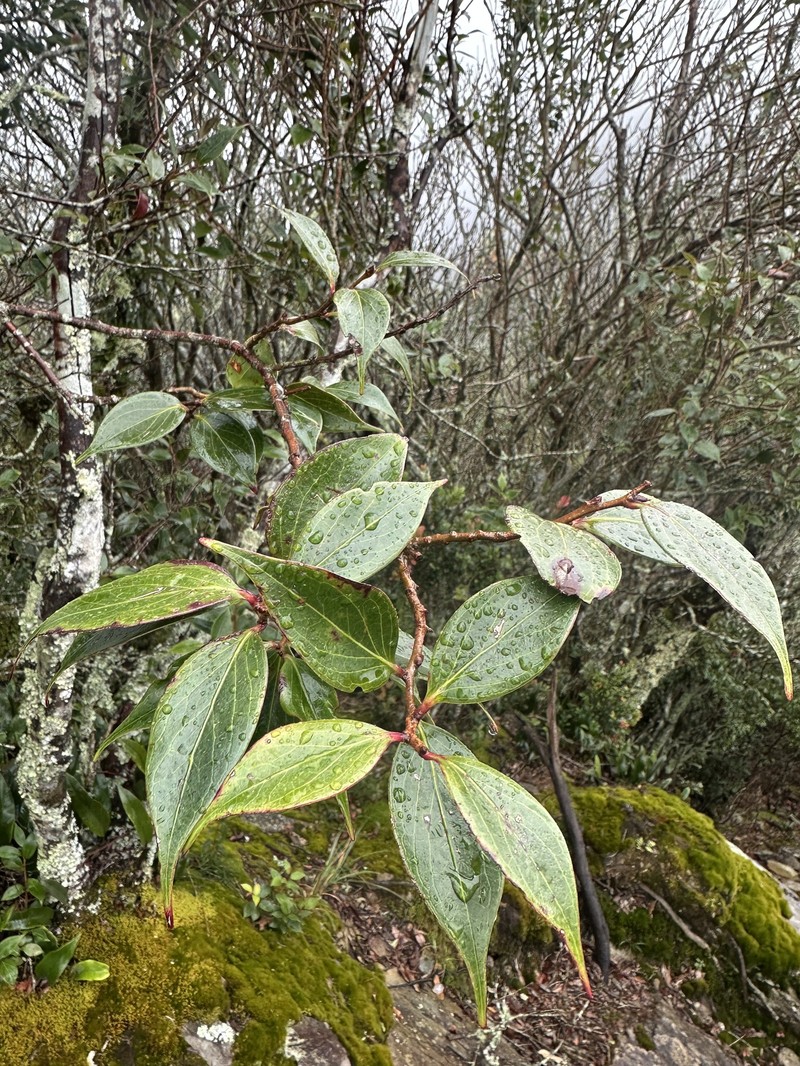 Vaccinium dunalianum var. caudatifolium photo 3