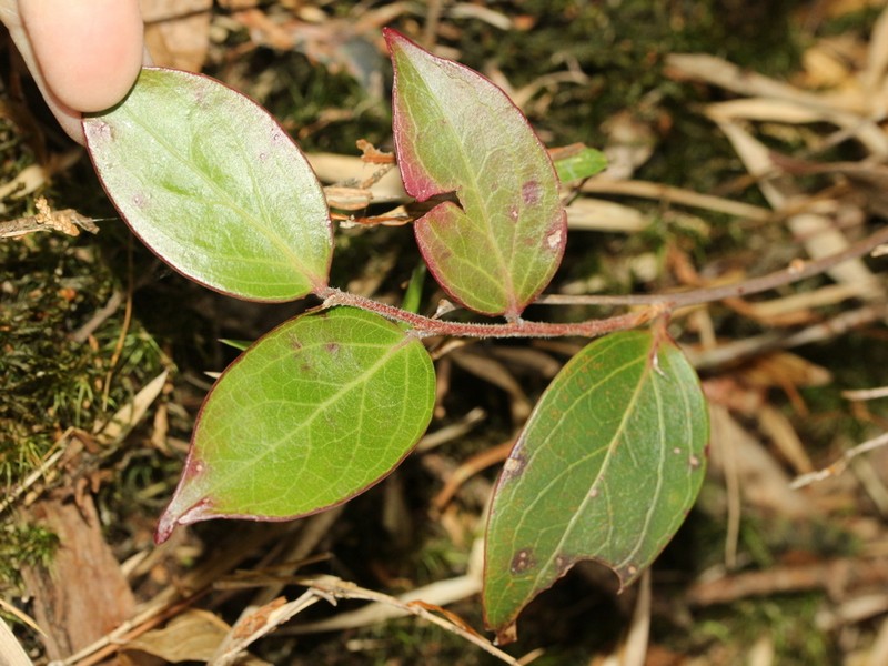 Vaccinium dunalianum var. caudatifolium photo 4