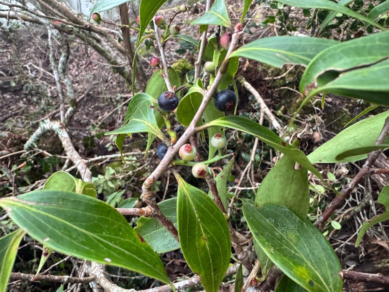 Vaccinium dunalianum var. caudatifolium photo 5