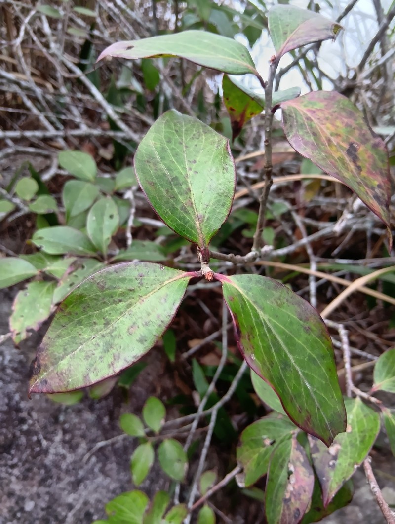 Vaccinium dunalianum var. caudatifolium photo 6