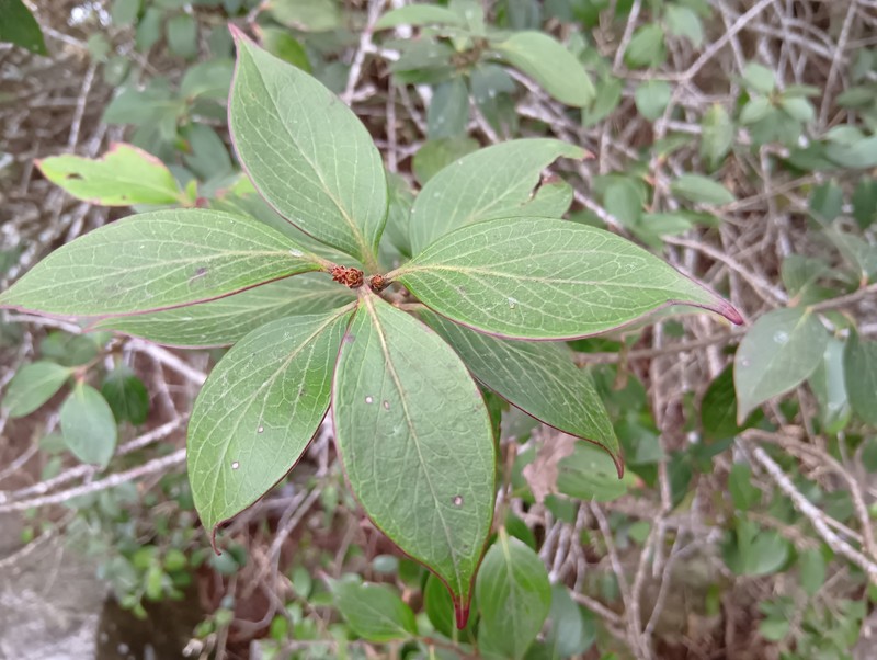 Vaccinium dunalianum var. caudatifolium photo 7