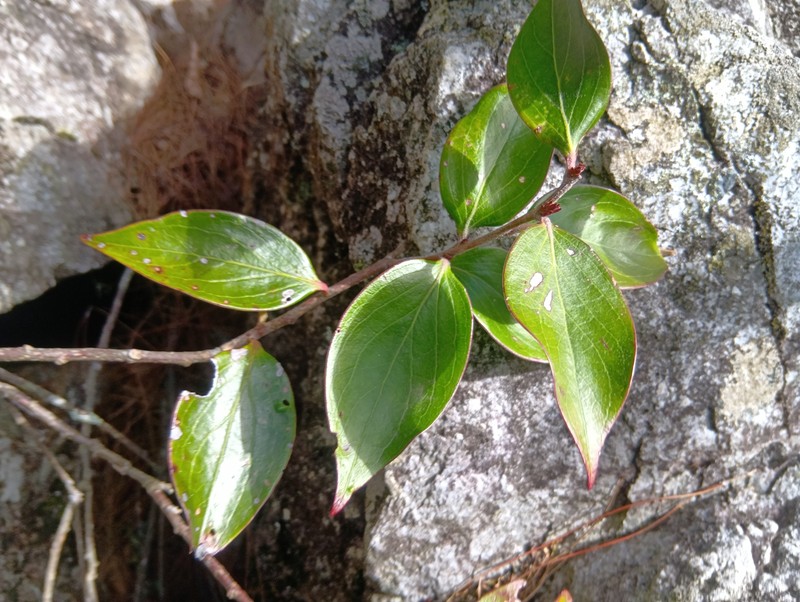 Vaccinium dunalianum var. caudatifolium photo 8