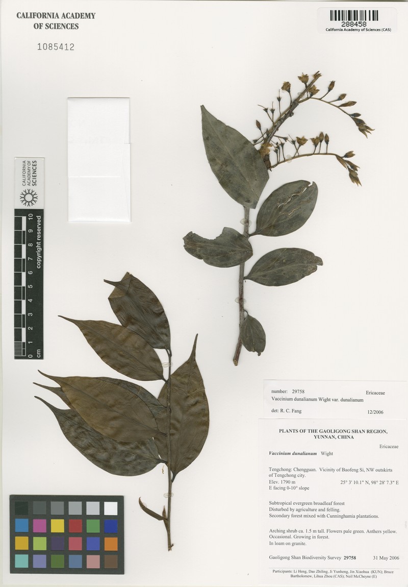 Vaccinium dunalianum var. dunalianum