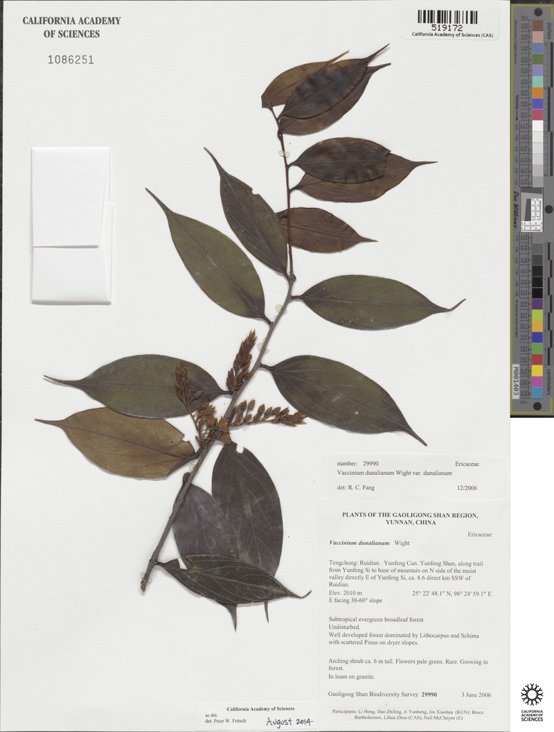 Vaccinium dunalianum var. dunalianum photo 2