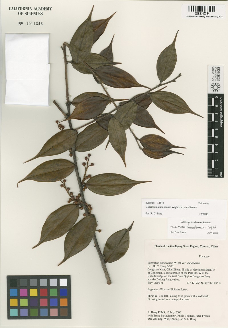 Vaccinium dunalianum var. dunalianum photo 3