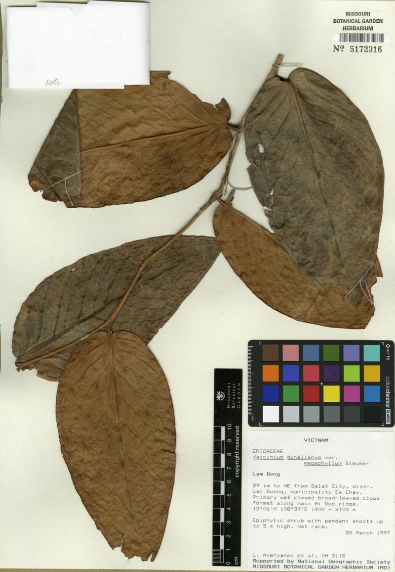 Vaccinium dunalianum var. megaphyllum