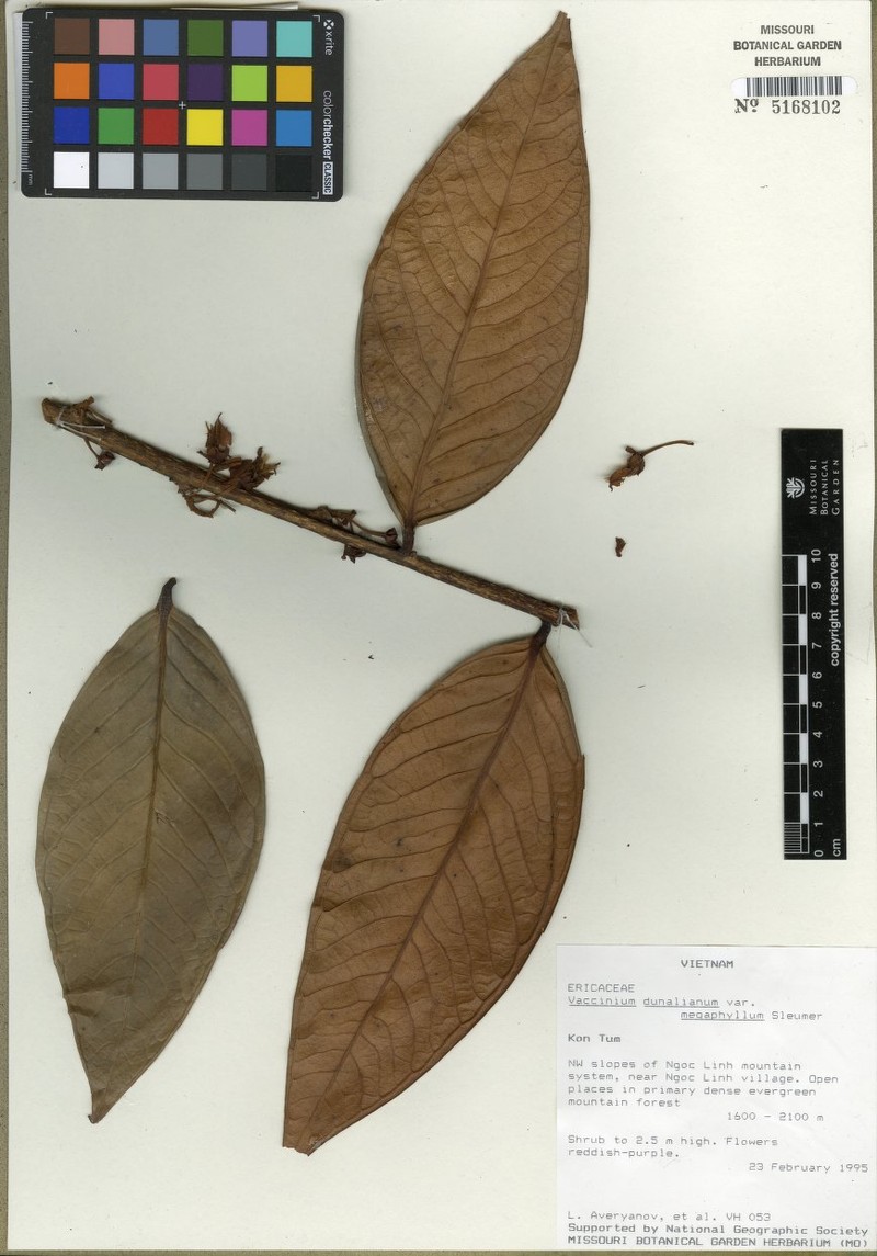 Vaccinium dunalianum var. megaphyllum photo 3