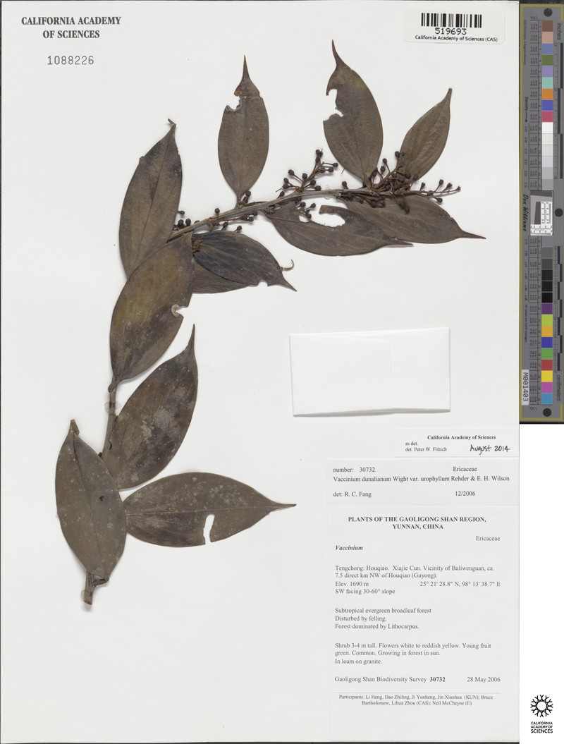 Vaccinium dunalianum var. urophyllum