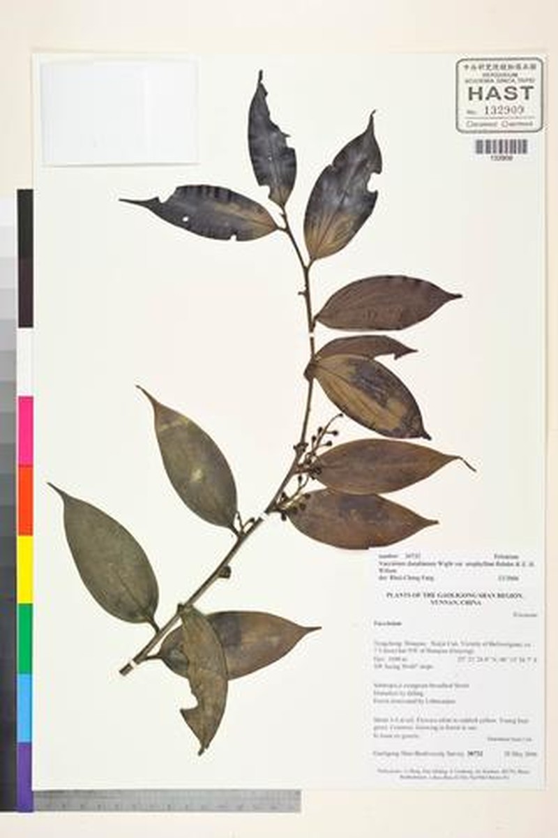 Vaccinium dunalianum var. urophyllum photo 2
