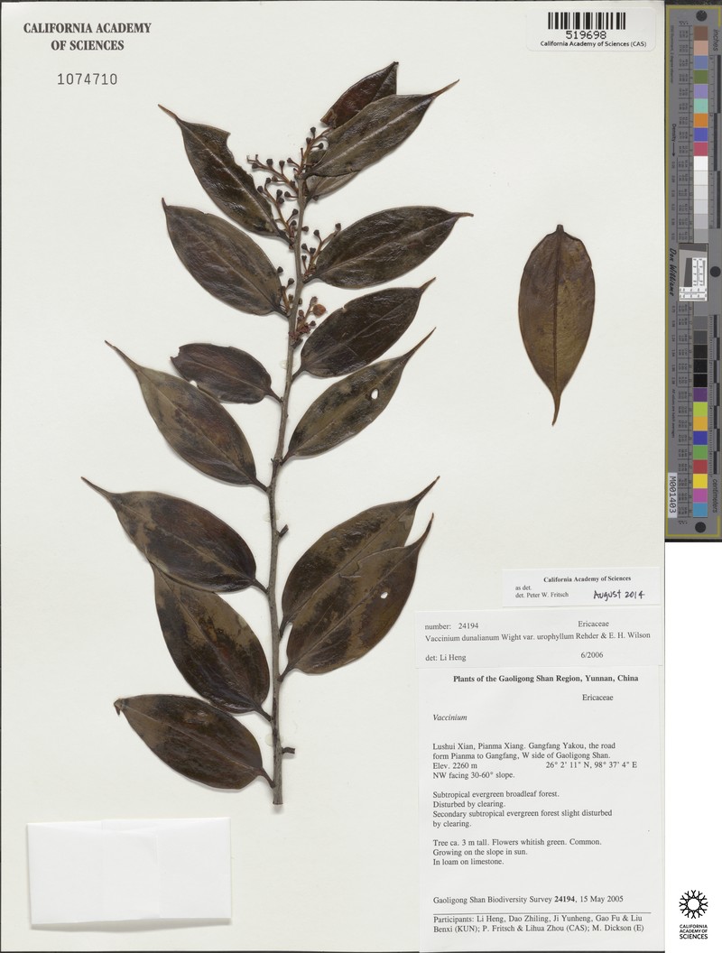 Vaccinium dunalianum var. urophyllum photo 3
