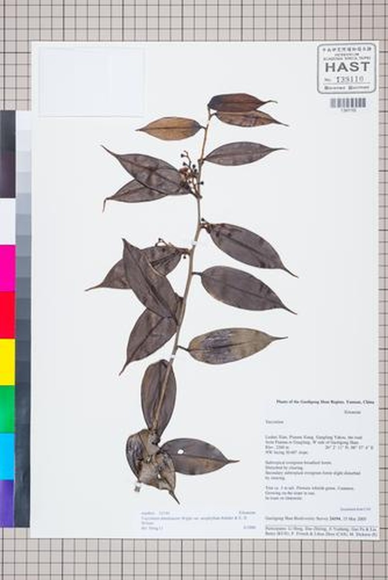 Vaccinium dunalianum var. urophyllum photo 4
