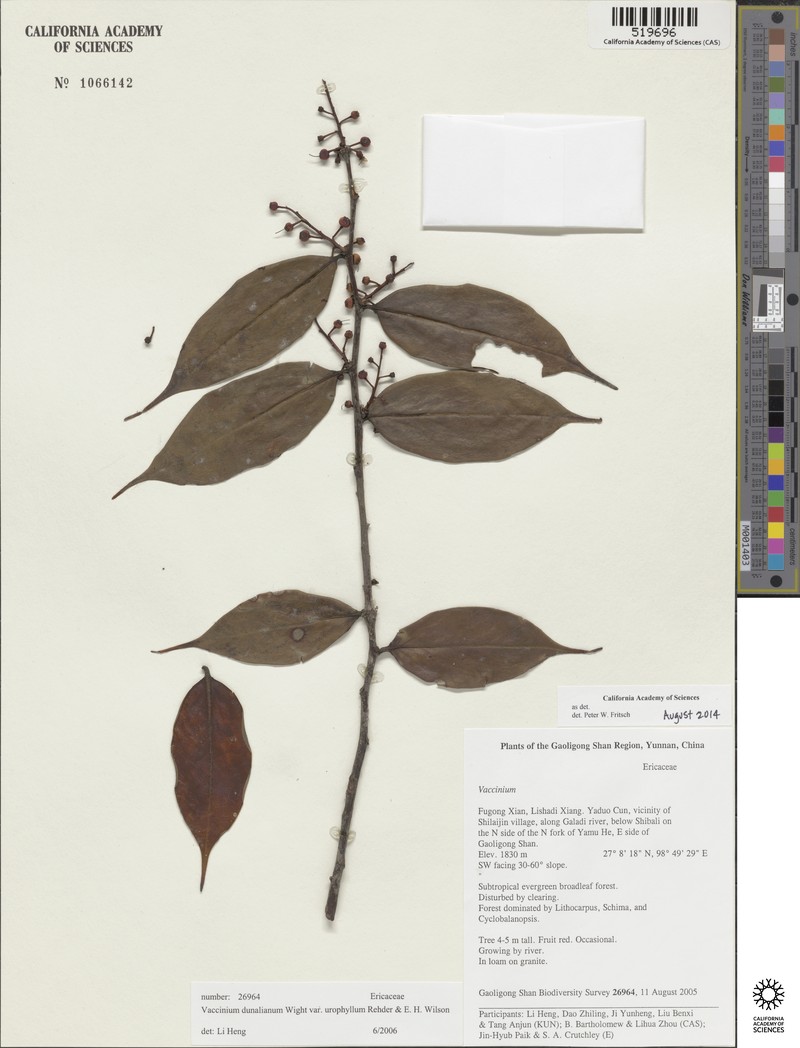Vaccinium dunalianum var. urophyllum photo 5