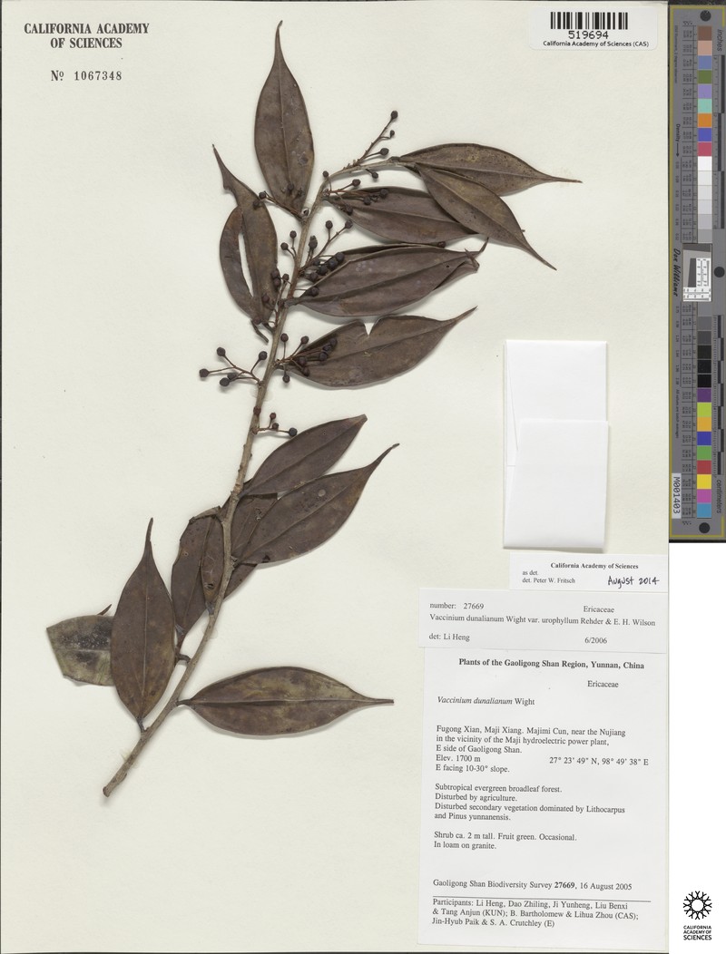 Vaccinium dunalianum var. urophyllum photo 6