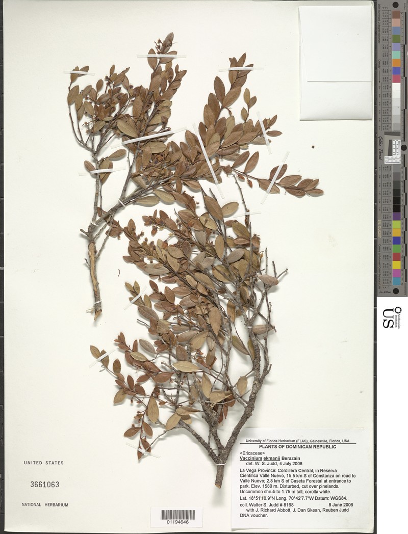 Vaccinium ekmanii photo 2