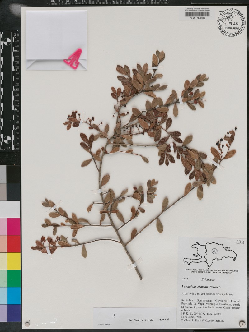 Vaccinium ekmanii photo 4