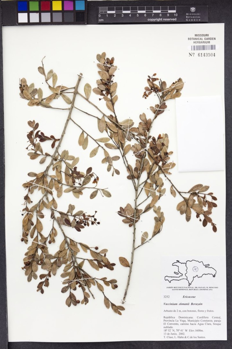 Vaccinium ekmanii photo 6