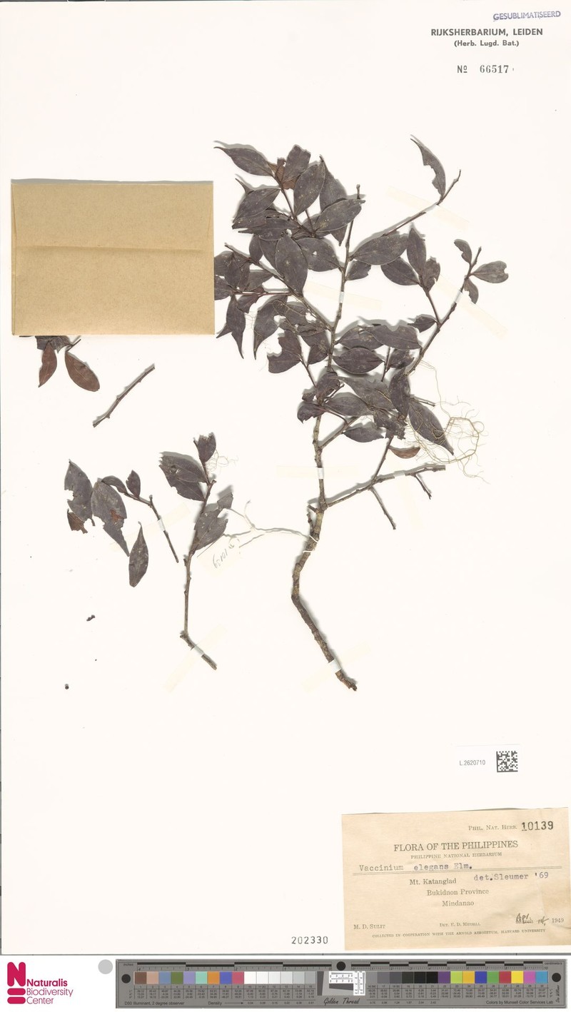 Vaccinium elegans