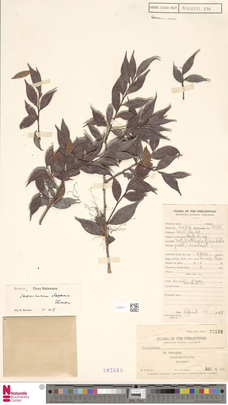Vaccinium elegans photo 2