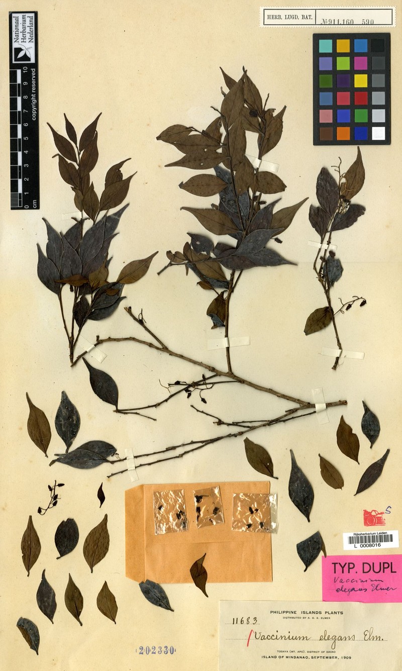 Vaccinium elegans photo 3