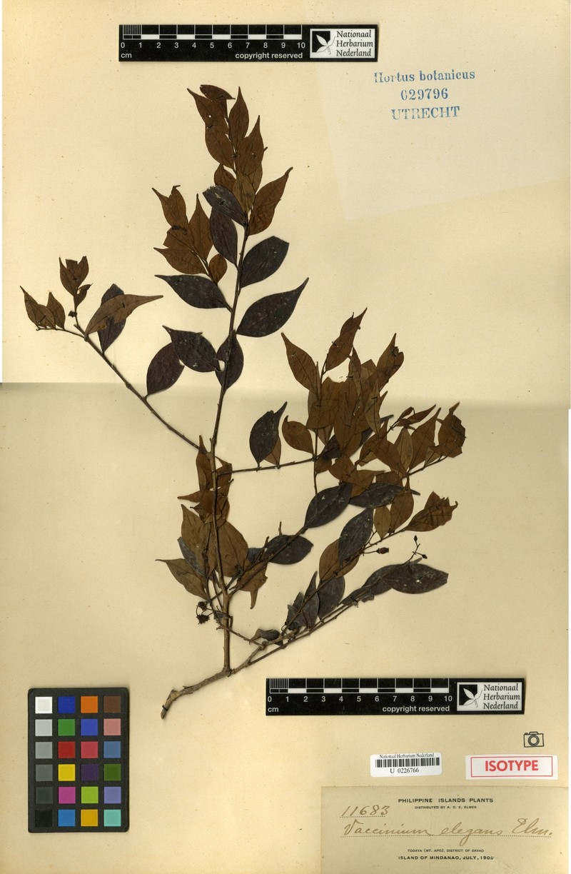 Vaccinium elegans photo 4
