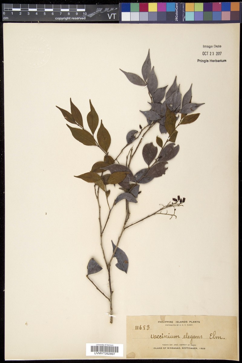 Vaccinium elegans photo 5