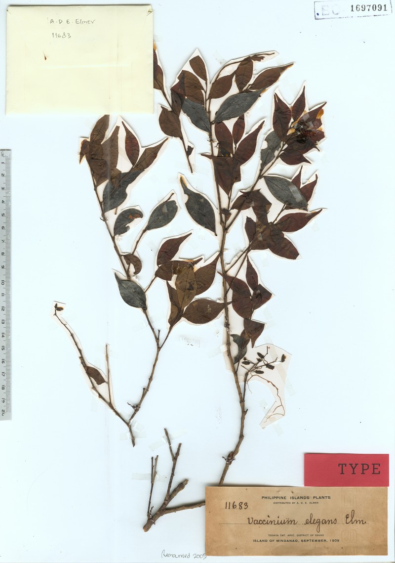 Vaccinium elegans photo 6