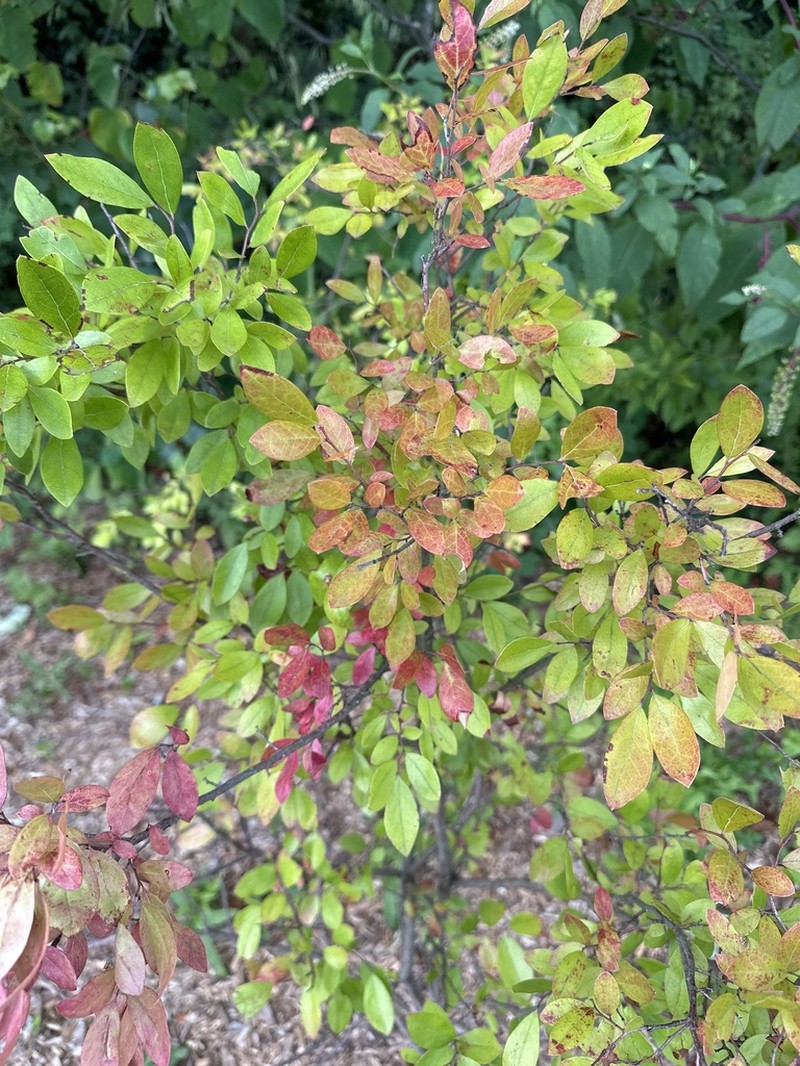Elliott's Blueberry photo 5