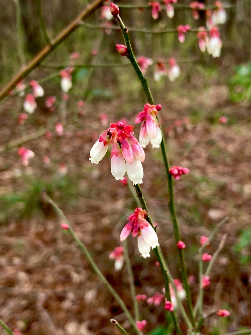 Elliott's Blueberry photo 7