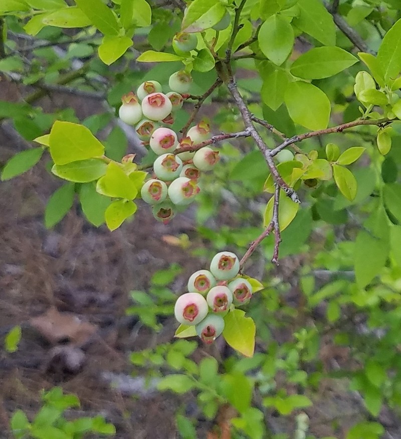 Elliott's Blueberry photo 8