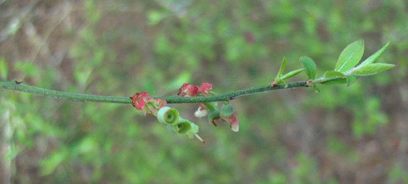 Elliott's Blueberry photo 3