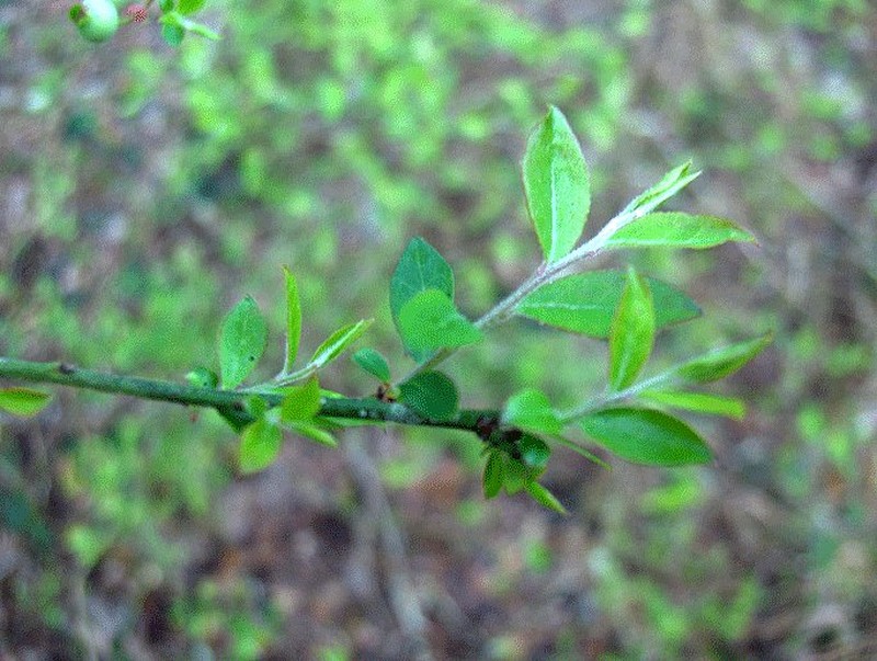 Elliott's Blueberry photo 4