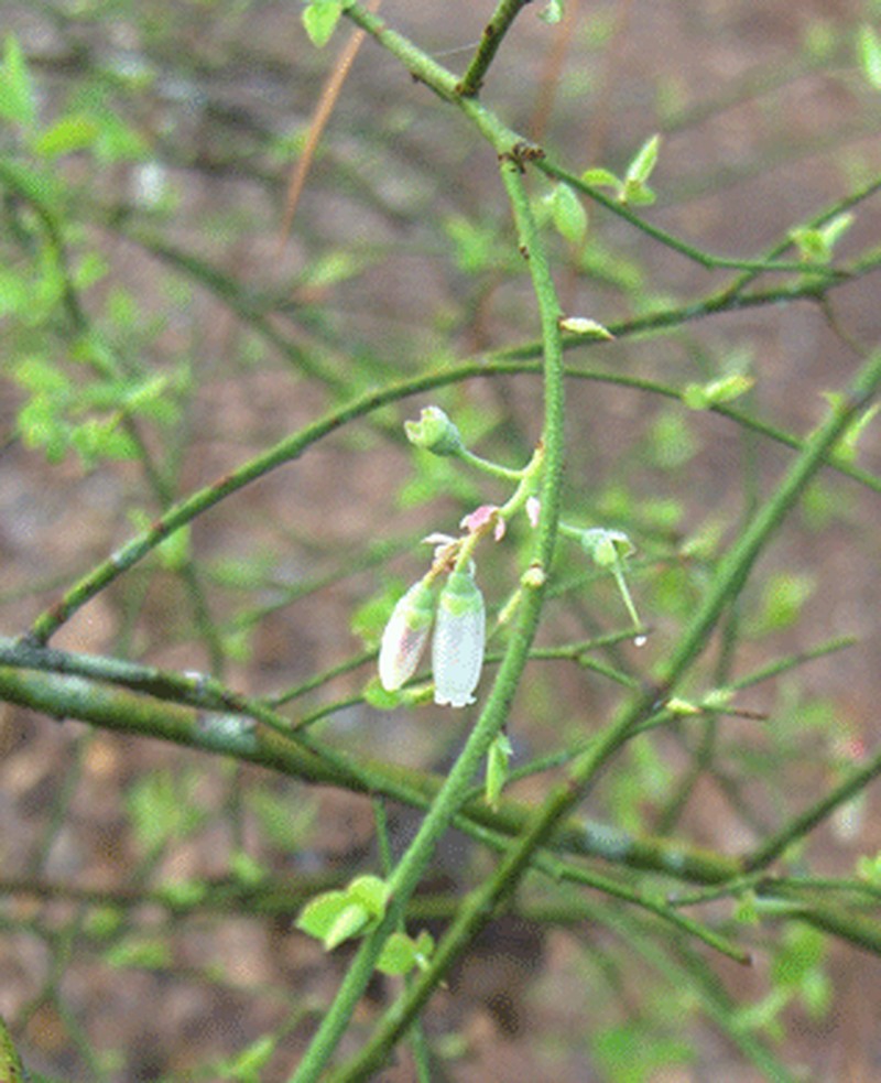 Elliott's Blueberry photo 5