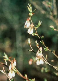Elliott's Blueberry