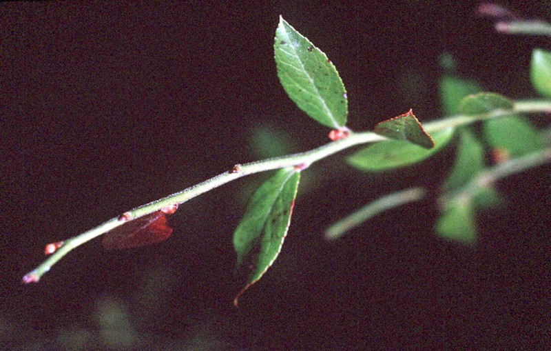 Elliott's Blueberry photo 2