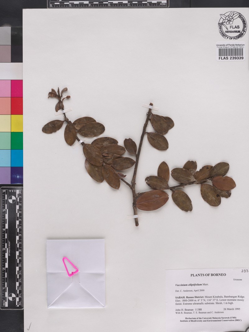 Vaccinium elliptifolium