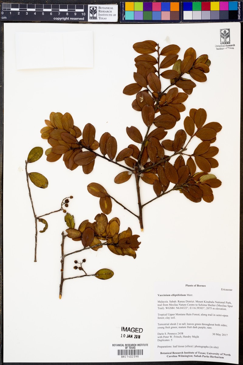 Vaccinium elliptifolium photo 2