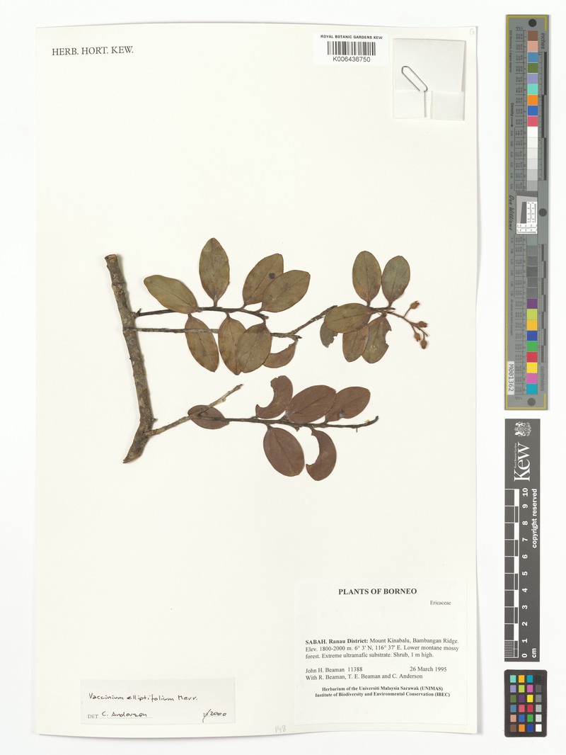 Vaccinium elliptifolium photo 3