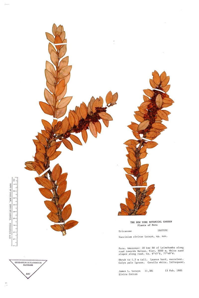 Vaccinium elvirae