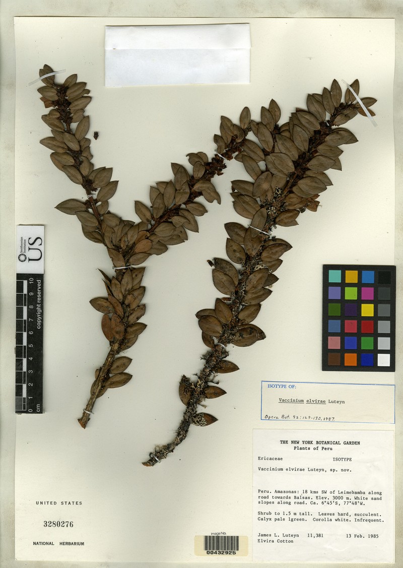 Vaccinium elvirae photo 2