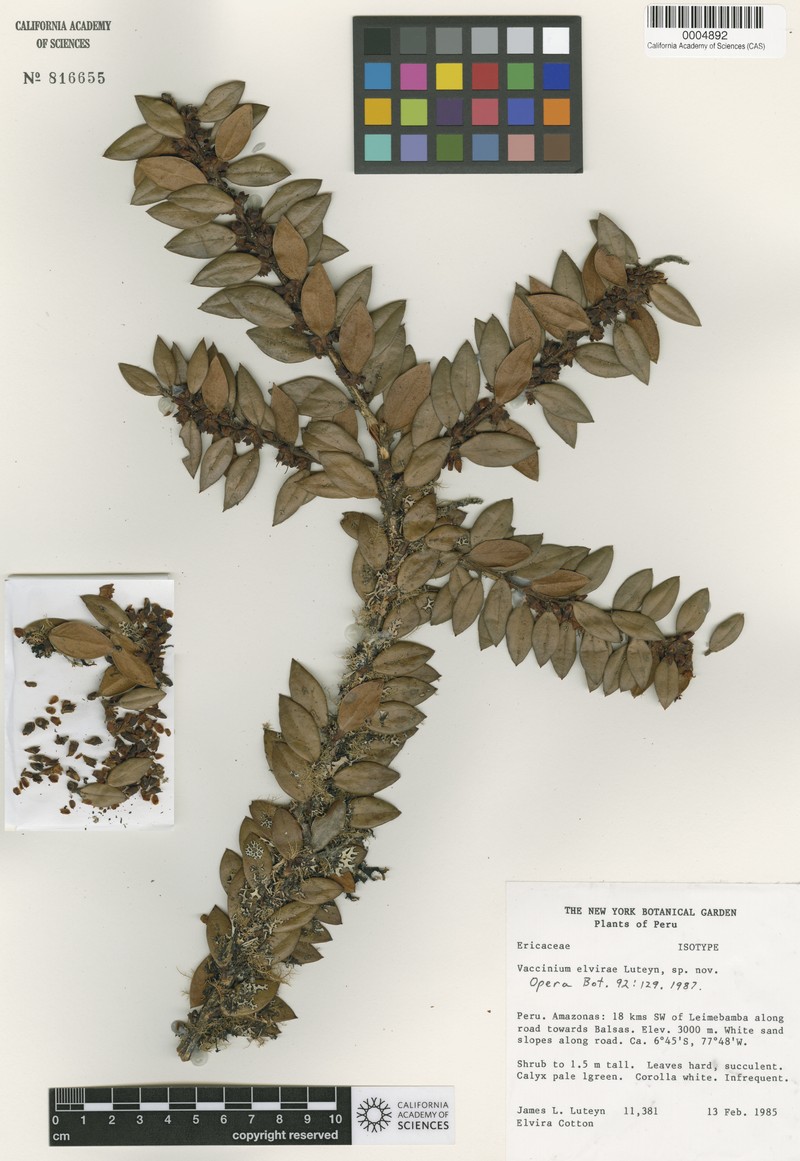 Vaccinium elvirae photo 3