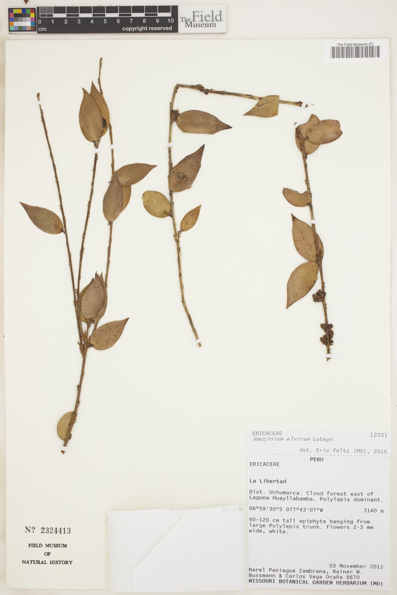 Vaccinium elvirae photo 4