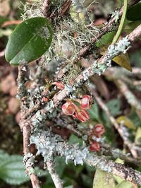 Vaccinium emarginatum