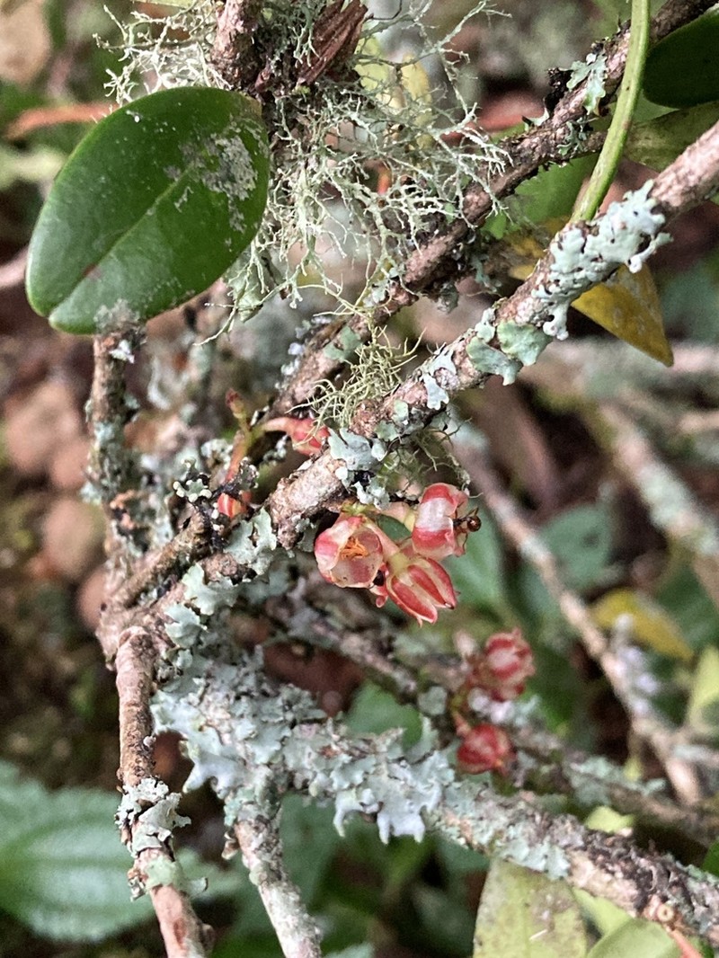 Vaccinium emarginatum