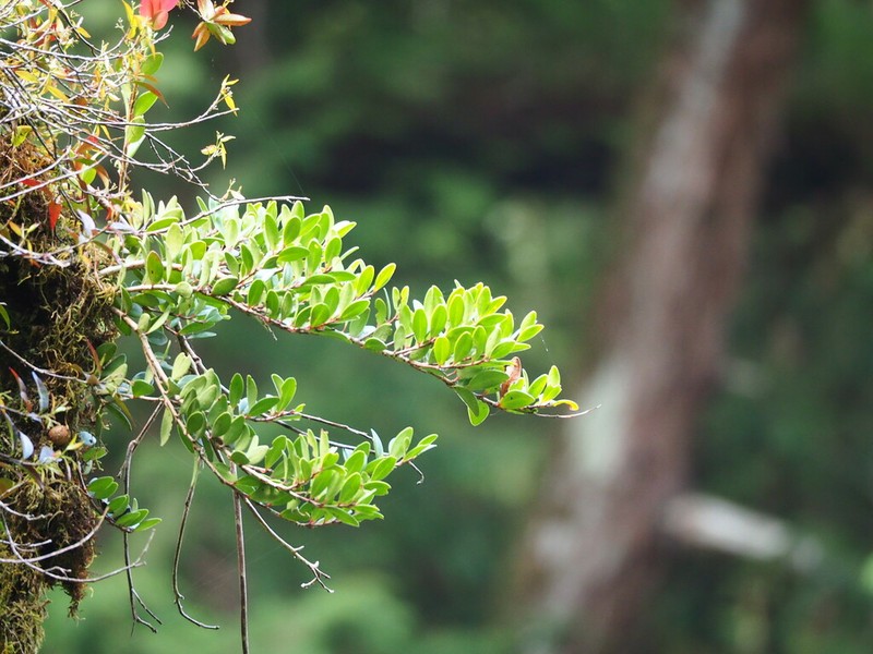 Vaccinium emarginatum photo 3