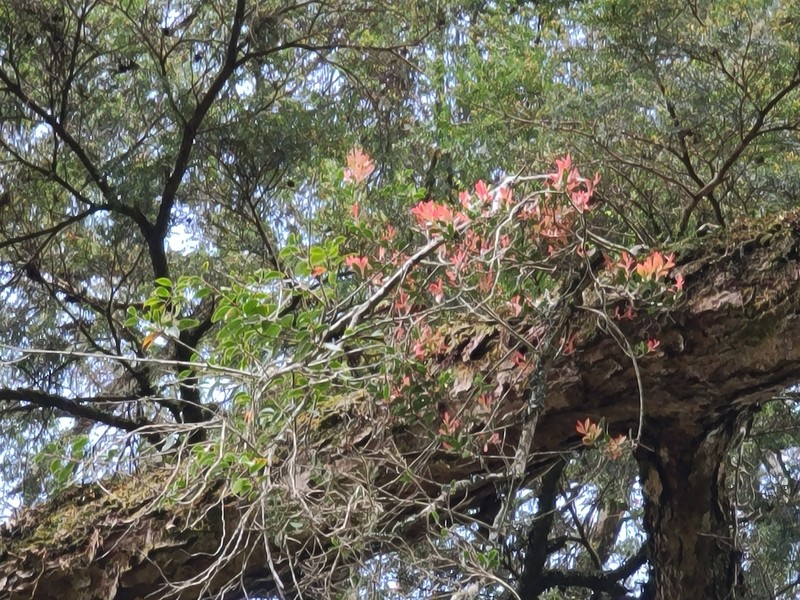 Vaccinium emarginatum photo 4