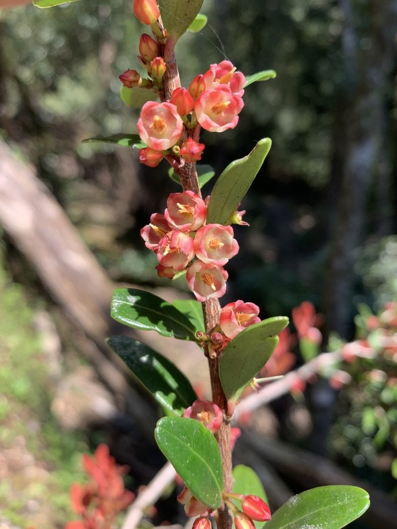Vaccinium emarginatum photo 5