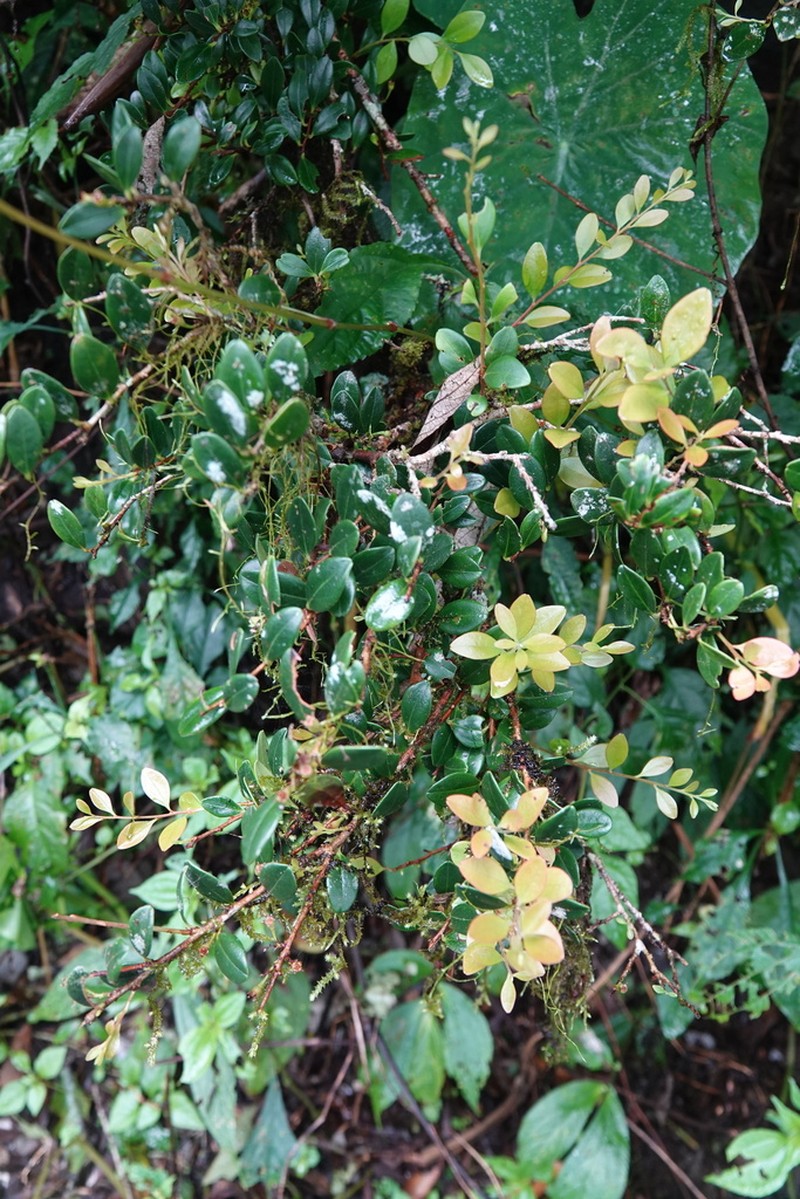 Vaccinium emarginatum photo 6