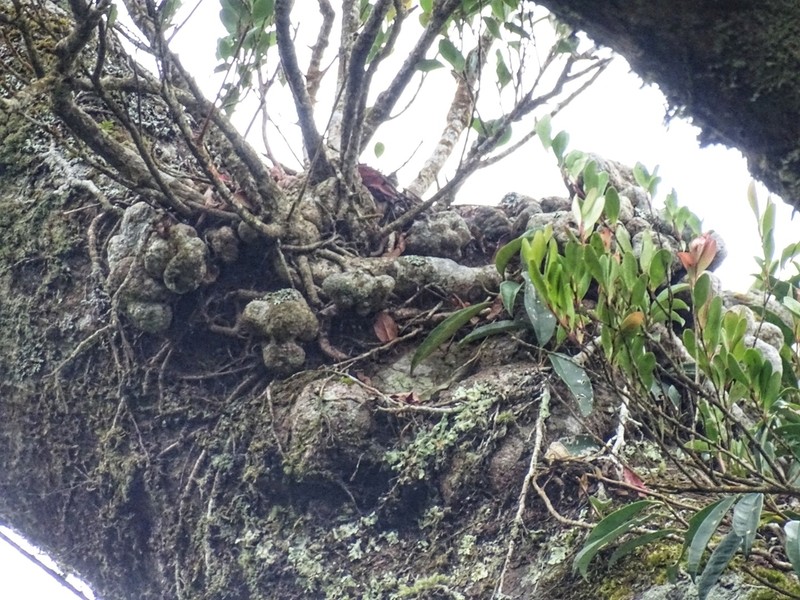 Vaccinium emarginatum photo 7